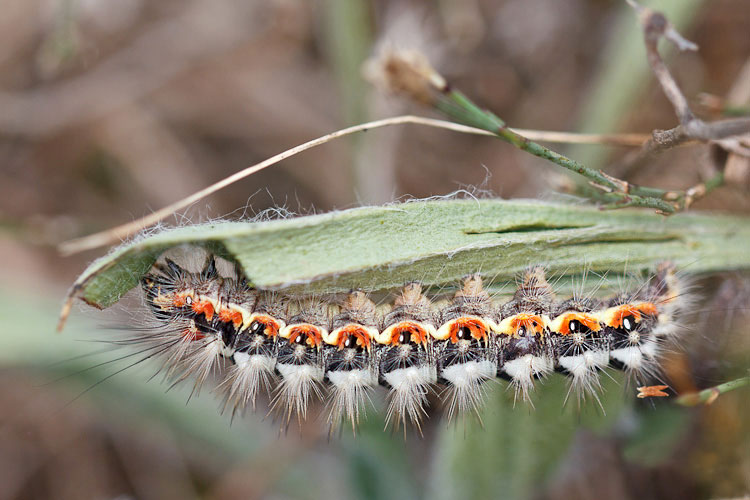 Bruco peloso su plantago - Acronicta (Viminia) euphorbiae